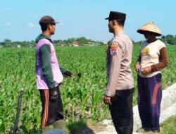 Polres Blitar Kota Dampingi dan Monitoring Pertumbuhan Jagung di Lahan Poktan Binaan Polri