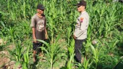 Wujudkan Swasembada Pangan Polres Blitar Patroli Dialogis bersama Petani
