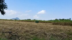 Cuaca Cerah Dongkrak Rendemen Gula pada Musim Tebang Giling HGU Spada Nogosari
