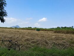 Cuaca Cerah Dongkrak Rendemen Gula pada Musim Tebang Giling HGU Spada Nogosari