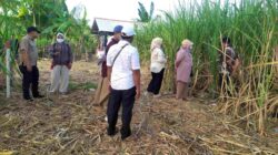 Pastikan Bantuan Pemerintah Tepat Sasaran, Kementan Audit Pengadaan Tanaman Tebu di Blitar