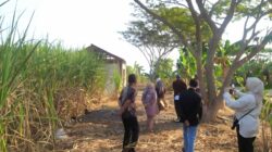 Pastikan Program Pemerintah Pusat Tepat Sasaran, Auditur Kementan Cek Benih Tebu KBD CV Lang Buana di Blitar