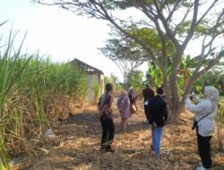 Pastikan Program Pemerintah Pusat Tepat Sasaran, Auditur Kementan Cek Benih Tebu KBD CV Lang Buana di Blitar