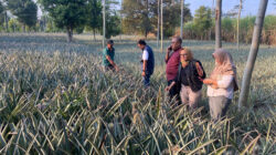 Perwakilan ID FOOD bersama KWT Hikmah Tani Kayunan meninjau kebun nanas Gunung Kelud di Kecamatan Ngancar, Kabupaten Kediri sebagai persiapan ekspor ke Timur Tengah.