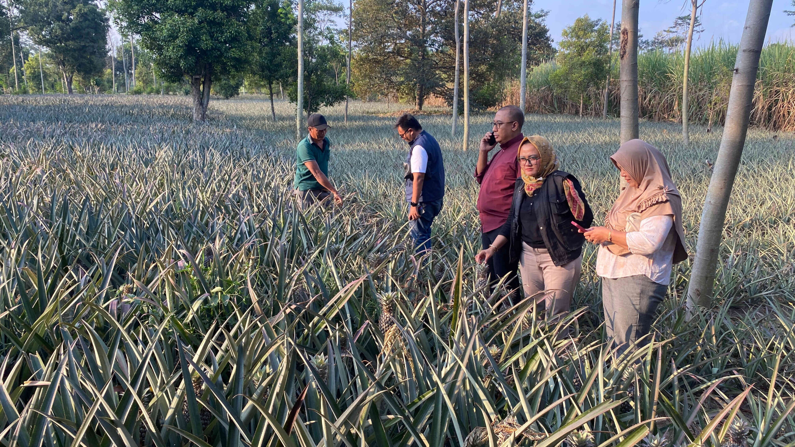 Perwakilan ID FOOD bersama KWT Hikmah Tani Kayunan meninjau kebun nanas Gunung Kelud di Kecamatan Ngancar, Kabupaten Kediri sebagai persiapan ekspor ke Timur Tengah.