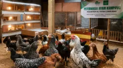 Pesantren Al Fatah Berhasil Kembangkan Peternakan Kampung Unggul Balitbangtan