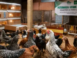 Pesantren Al Fatah Berhasil Kembangkan Peternakan Kampung Unggul Balitbangtan