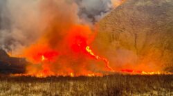 Terkendala Angin Kencang, Kebakaran Gunung Bromo Libatkan Tiga Helikopter Water Bombing