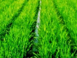 Pupuk Subsidi Dijual di Atas HET, Dimyati Soroti Lemahnya Pengawasan di Magetan
