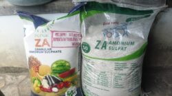 Petani Madiun Kesulitan Pupuk Subsidi, Terpaksa Beli Impor China