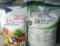 Petani Madiun Kesulitan Pupuk Subsidi, Terpaksa Beli Impor China