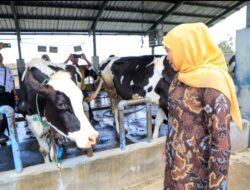 Khofifah Dorong UPT Batu Jadi Penggerak Sapi Perah Jatim