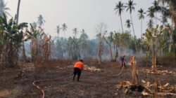Kebakaran Lahan di Tiga Provinsi Hanguskan Perkebunan dan Vegetasi